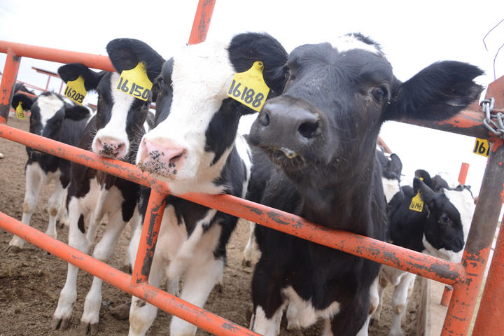 La bosta de las vacas podría ser una fuente de nuevos tipos de genes con resistencia a los antibióticos que se transfieran a las bacterias en los suelos donde se cultivan alimentos. (ARCHIVO)