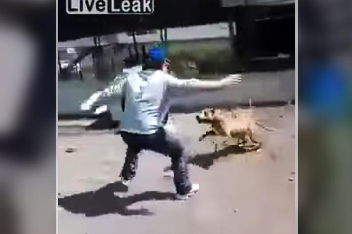 El sujeto fue mordido luego de molestar al animal. (YouTube)