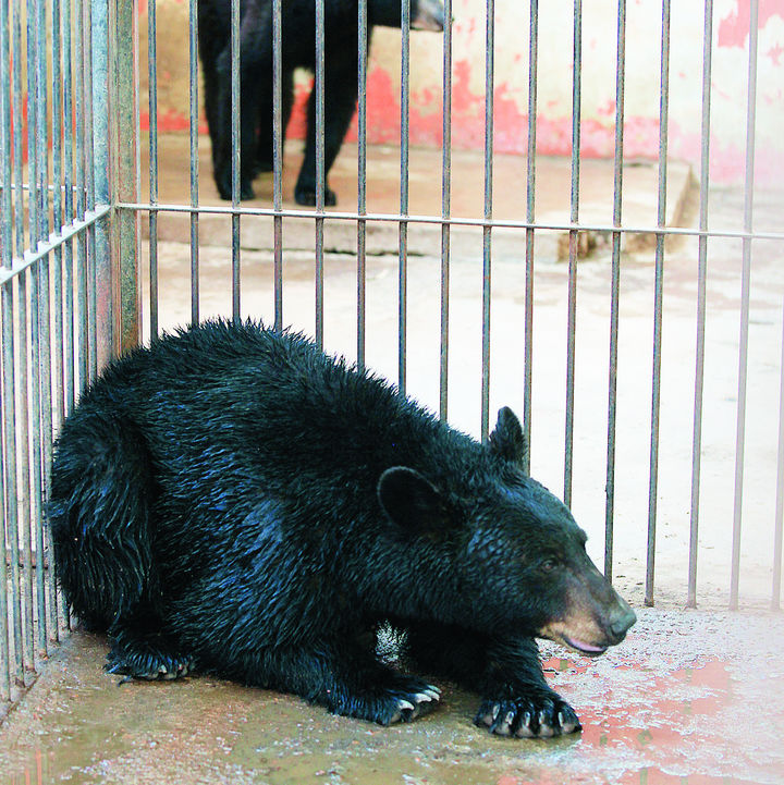 Captura. Este oso de cuatro años de edad y 150 kilos de peso fue capturado en Guadalupe Victoria.