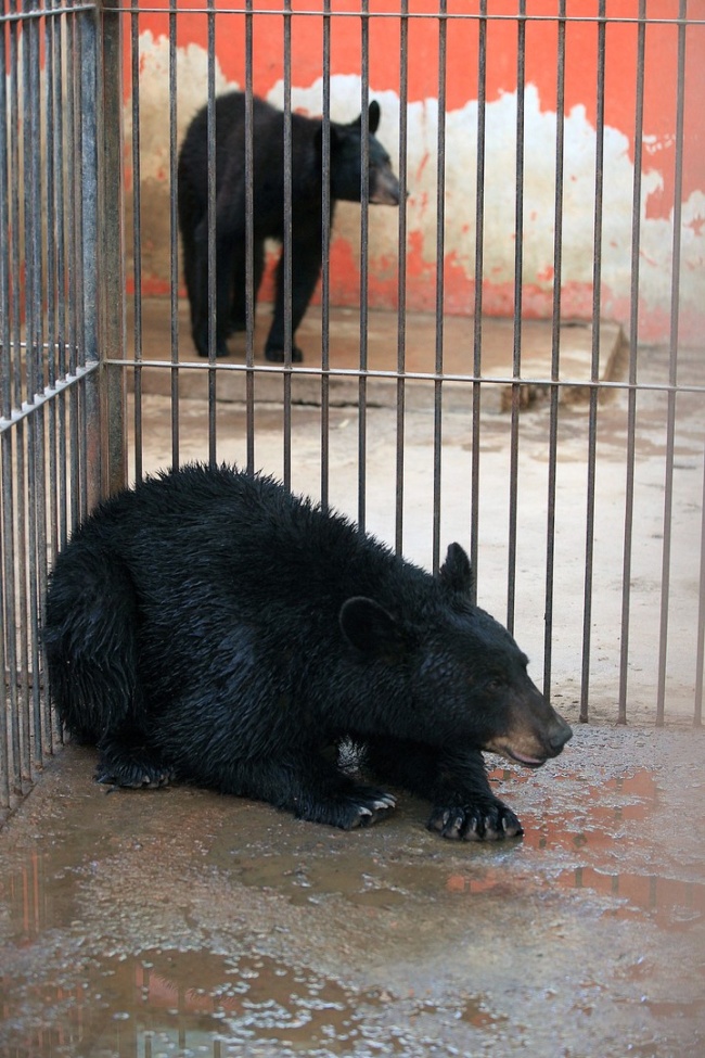 Vecinos del poblado capturaron el ejemplar y personal del zoológico de la ciudad de Durango le practicaron estudios de genética e hicieron una revisión integral para determinar su destino final, el cual fue la liberación. (Archivo) 
