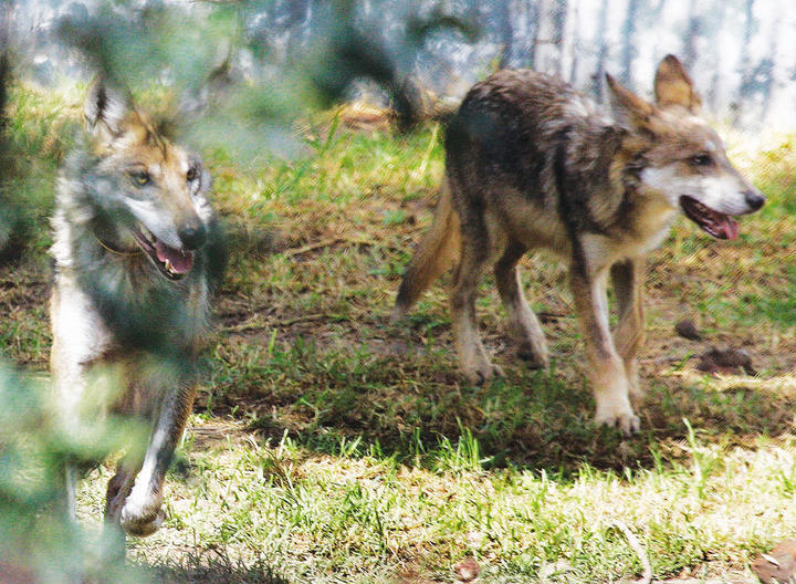Lobo mexicano del noreste (Canis lupus monstrabilis). (Foto: Octavio Nava)