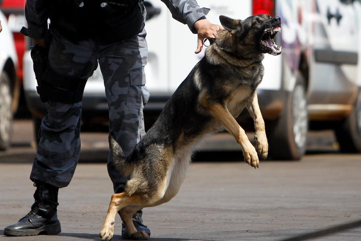  El secuestro y robo de perros se extiende del Distrito Federal al Estado de México. (Archivo)