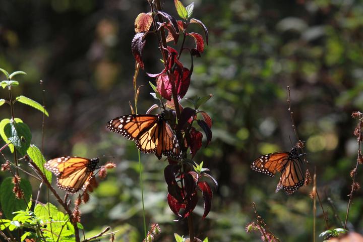 La mariposa monarca (Danaus plexippus) se distingue por los colores anaranjado y negro de sus alas que alcanzan hasta 10 centímetros y su población emprende cada año una travesía otoñal de miles de kilómetros desde el sur de Canadá y Estados Unidos hacia México. (ARCHIVO)