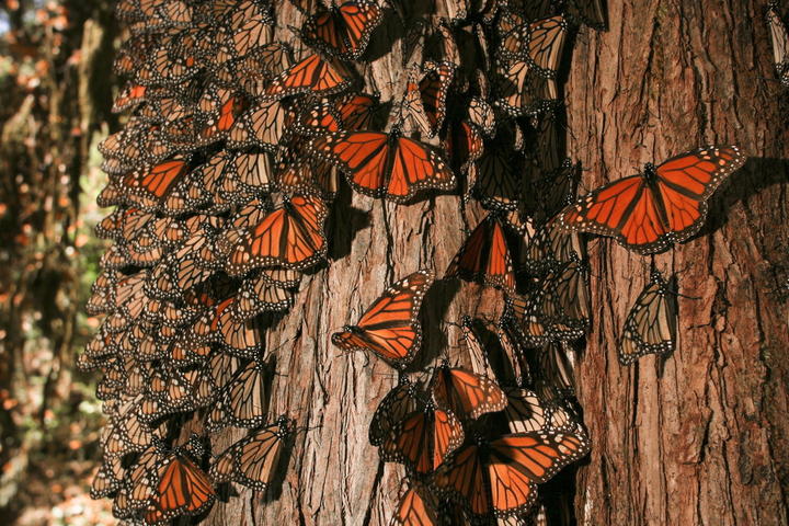Se suma SLP a protección de mariposa monarca