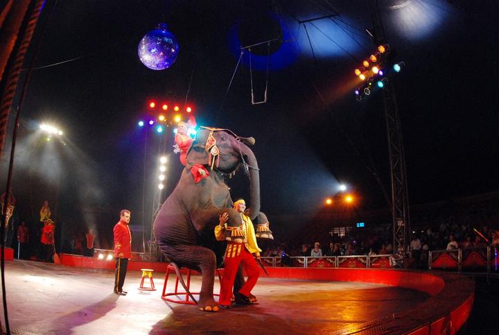 Prohíben en el DF circos con animales