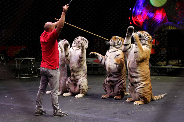 En el circo Ringling Brothers se consideran como unos verdaderos protectores de los animales, por lo que se dicen decepcionados con esta nueva ley. (Archivo) 