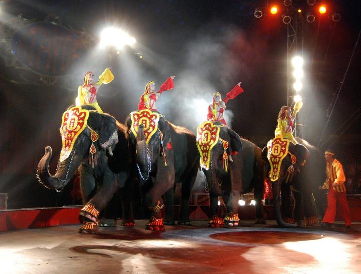 Apodaca es la primera ciudad de Nuevo León en prohibir los circos con animales. (Archivo) 