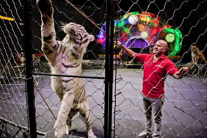 Quejas. Empresarios de circos aseguran que hay desconocimiento de los legisladores sobre el manejo de los animales.