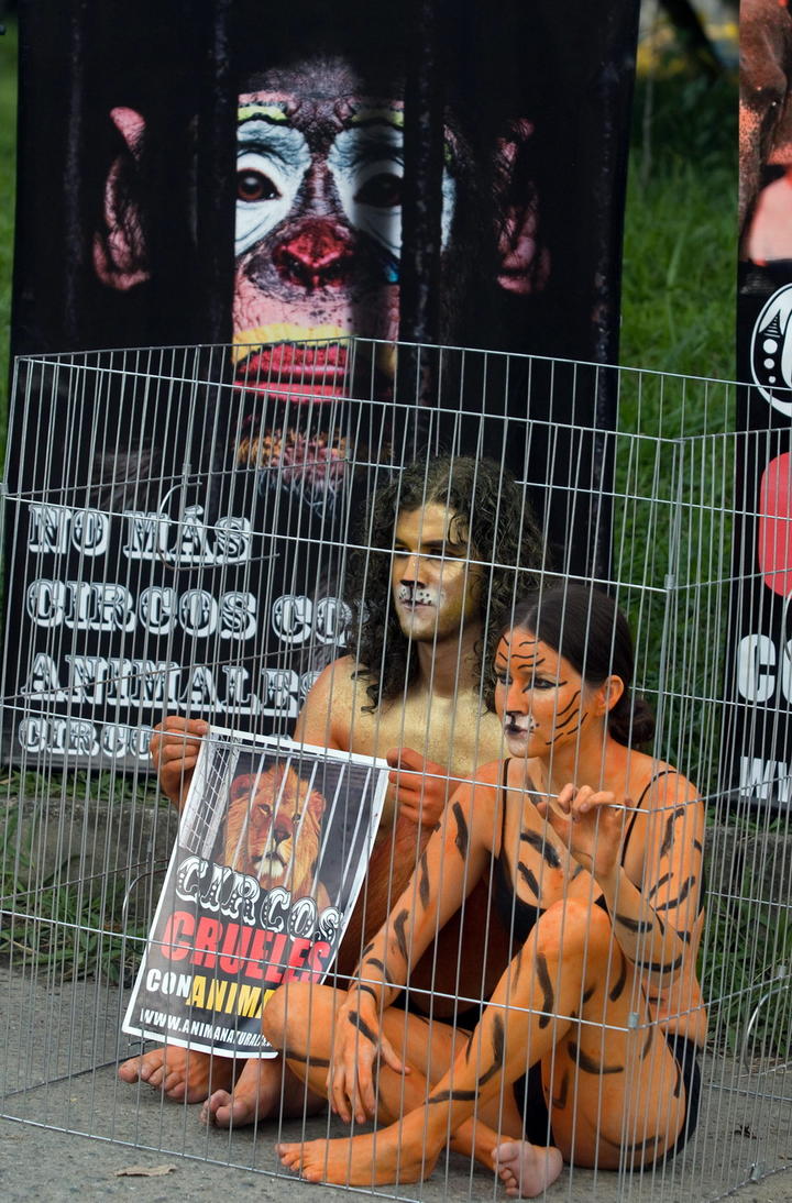 PVEM defiende prohibición de circos sin animales