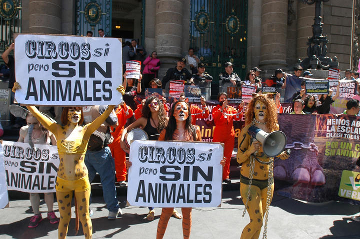 Veracruz prohíbe animales en circos; castigarán maltrato