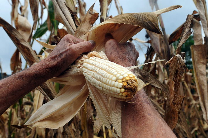 Justicia. Las autoridades buscan que el maíz llegue a precios preferenciales a los más necesitados.