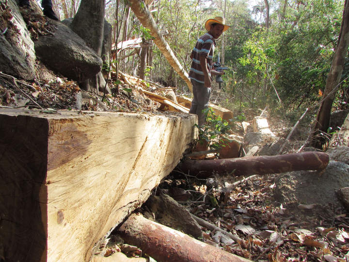 Recuperan madera talada por el crimen