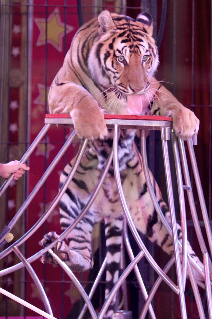 Va Querétaro por sanción económica a circos con animales