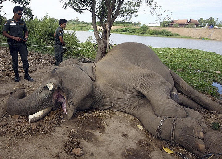 El cadáver del elefante fue descubierto el viernes en la orilla del río Lop Buri a su paso por la ciudad de Ayutthaya. (AP) 