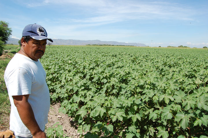 Acciones. Siguen adelante con las medidas para el control de plagas del algodón en La Laguna en busca de la erradicación.