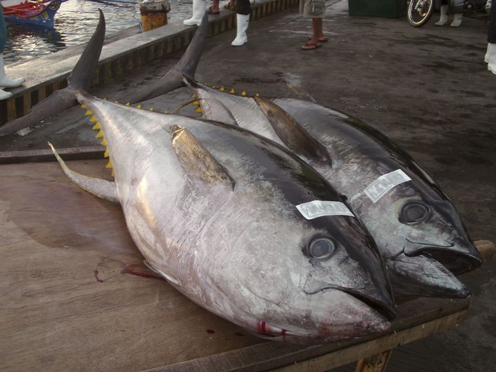 Objetivos. Los organismos buscan mantener la conservación y la sustentabilidad de las especies de atún. (ARCHIVO)