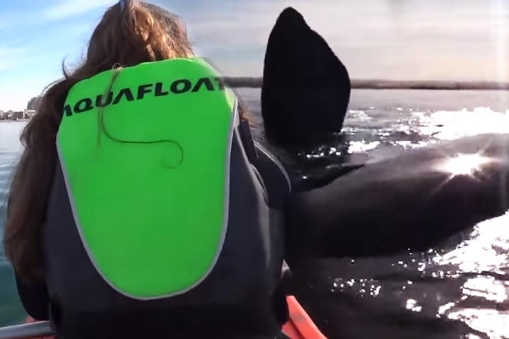 La enorme ballena levanta sobre sus espaldas a los dos turistas. (YouTube)