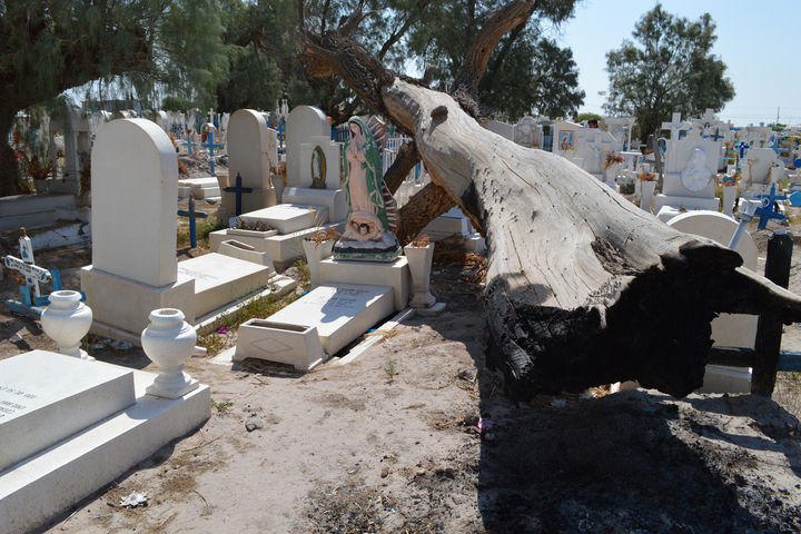 Peligros. Un árbol de gran tamaño cayó sobre el panteón hace varios meses y destruyó varias lápidas.