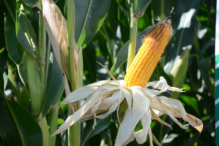 Debate. Los productores buscan que se permita la utilización de semilla transgénica en maíz y sorgo.