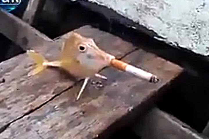 El pez simula fumar como si fuera un humano. (YouTube)