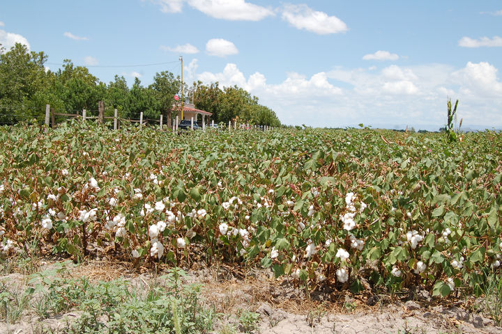 Sin cobertura. Casi el 50 por ciento de la superficie de algodón que se sembró en Madero.