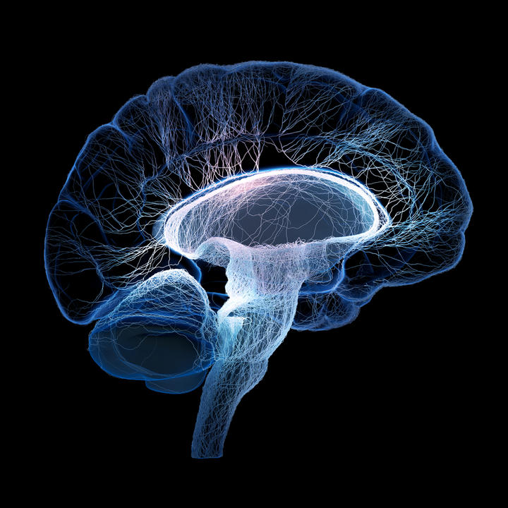 Los autores partieron de la hipótesis de que el elevado costo energético del desarrollo del cerebro humano podría explicar algunos rasgos típicos de los humanos, incluido el crecimiento lento en los años que preceden a la edad adulta. (ARCHIVO)