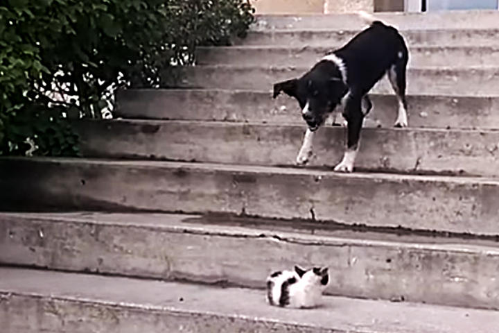 El perro se espanta por el movimiento del pequeño gato. (YouTube)