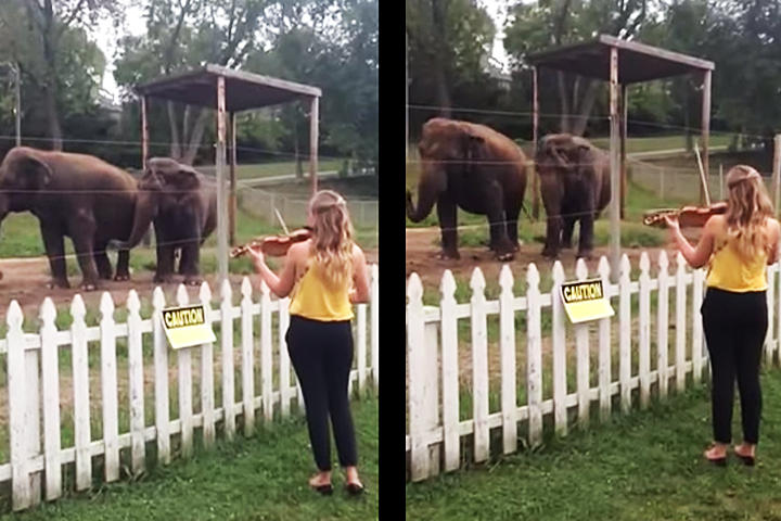La violinista toca una melodía de Bach y los elefantes le responden bailando. (YouTube)