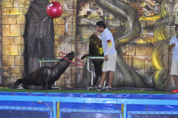 Inauguración. Arranca la Feria de Matamoros 2014, este año la atracción principal es el Show de lobos marinos. (CORTESÍA)