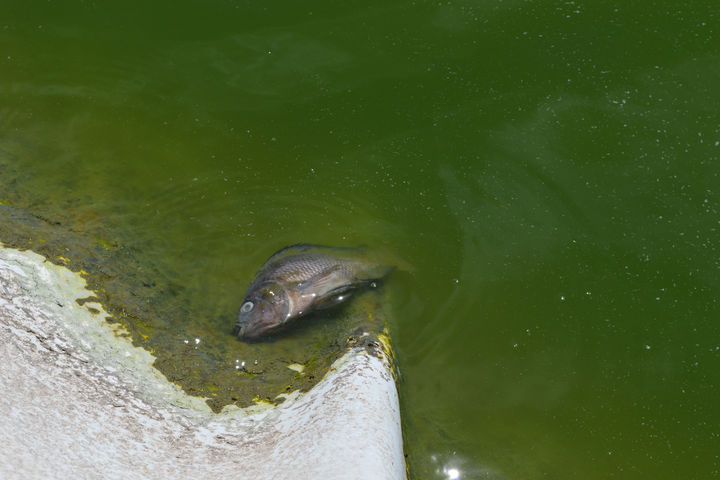 Siguen muriendo. Restos de peces sin vida seguían flotando ayer  en el lago del Bosque Urbano de Torreón.