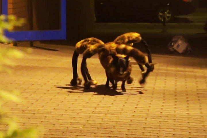 El perro-araña ha espantado a más de uno con su terrorífico aspecto. (YouTube)