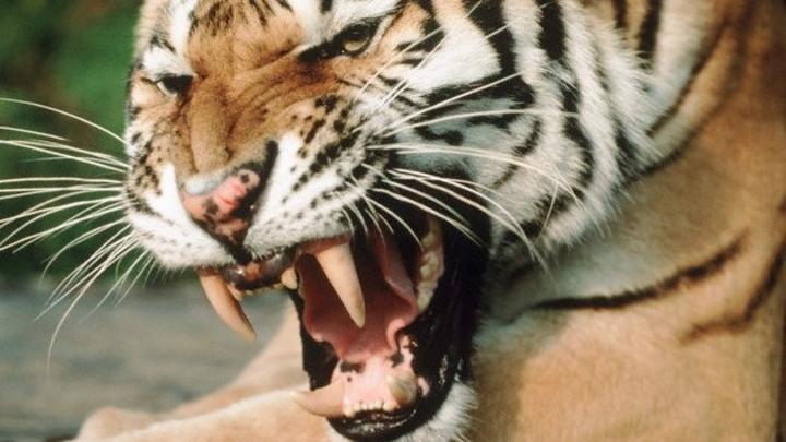 Un tigre de bengala hembra atacó a un menor de 11 años, que resultó con heridas leves en la cabeza en un incidente ocurrido durante un espectáculo de circo en la ciudad de Rivas. (Archivo)