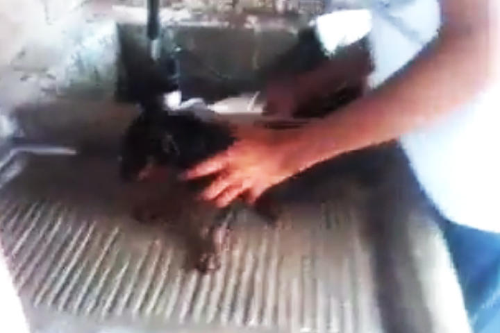 El indefenso animal sufre el maltrato del joven originario de la Ciudad de Durango. (YouTube)