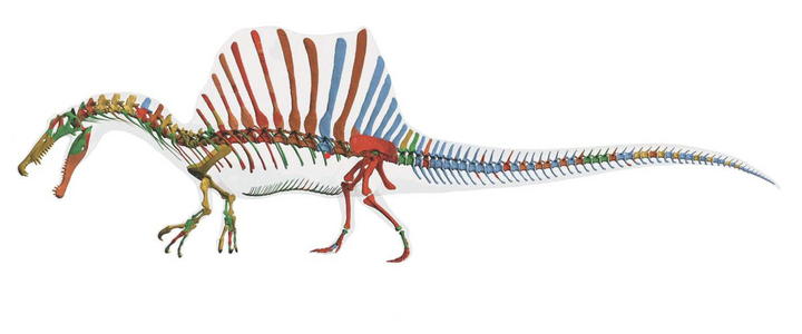 Los investigadores consideran que el Spinosaurus aegyptiacus vivió en una era de criaturas gigantes y grandes depredadores, algunos de los cuales también están recreados en la exposición, junto con restos de fósiles auténticos. (EFE)