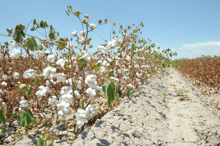 Reconversión. El algodón, nogal y el chile son alternativas de cultivo propicios para La Laguna.