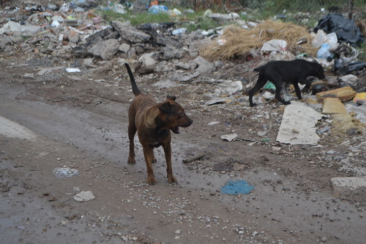 Invitación. Todos los perros en la vía pública pueden ser capturados y llevados al Centro de Control Canino de Torreón.