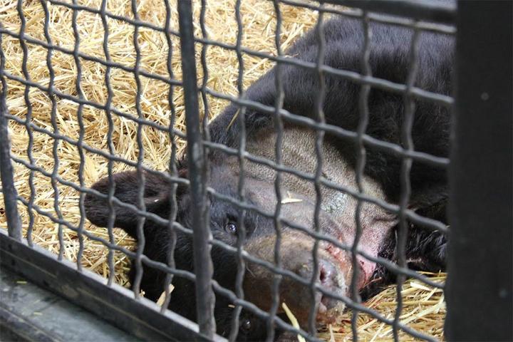 El oso negro que fuera rescatado tras ser mutilado de la mandíbula por un circo, perdió la vida en el Bioparque de Convivencia Pachuca.