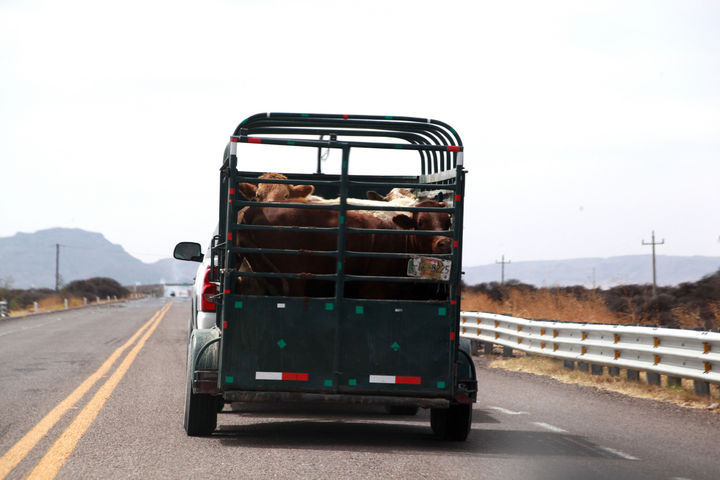 Ganado. No se permitirá que el ganado sin documentación del que se justifique su origen sea trasladado por carreteras y/o caminos del estado de Durango.