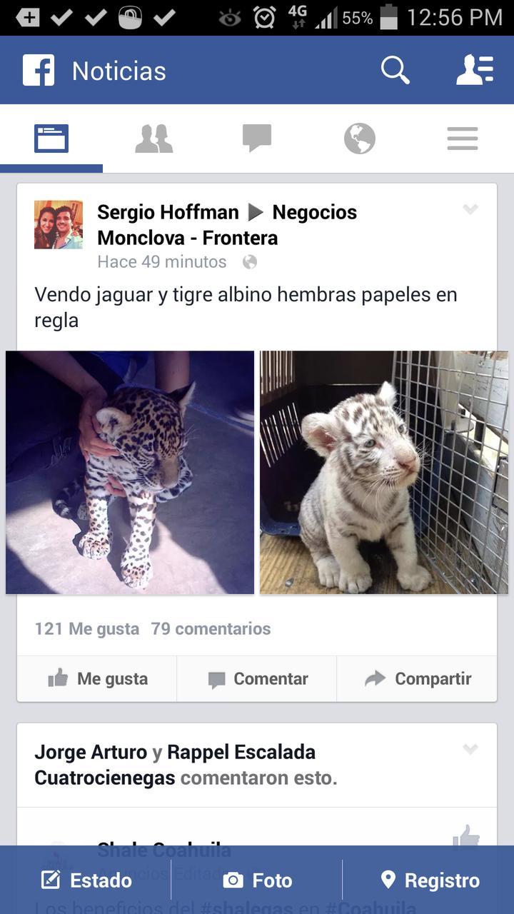 Se trata de una publicación en el grupo de ventas llamado Negocios Monclova, donde un usuario ofreció dos hembras cachorras, una de jaguar y otra de tigre albino.
