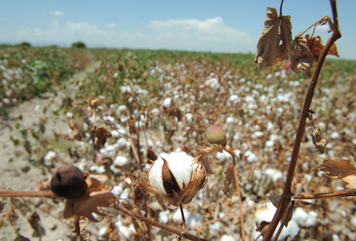 Sin cobertura. En este ciclo agrícola, hubo superficies de algodón que no fueron aseguradas.