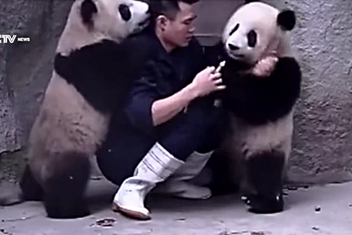 Los dos pandas se le cuelgan a su médico para evitar que les diera el fármaco y al final lo consiguen. (YouTube)