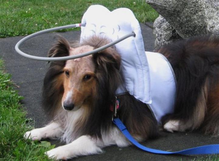 La aureola Muffin para perros ciegos, un dispositivo que rodea la cabeza del perro y evita que las mascotas invidentes choquen con paredes y muebles. (AP)