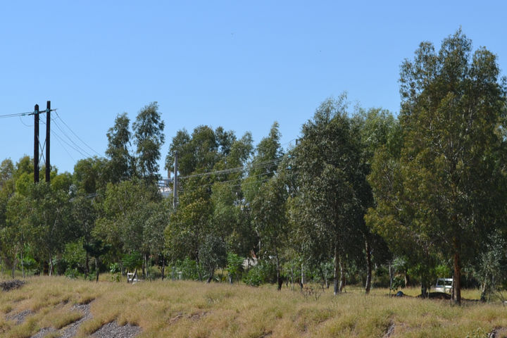 Detenido. La reforestación de la franja a lo largo del lecho seco en el Parque Industrial, se detuvo desde hace más de un año. (EL SIGLO DE TORREÓN)