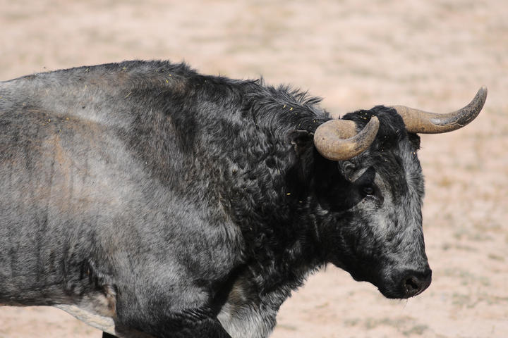 En las cornamentas está el Astifino, que es el toro con las puntas de los pitones afilados.