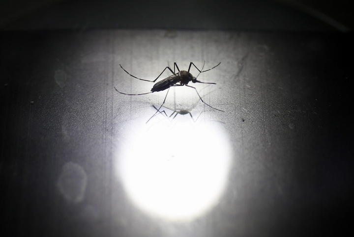 Los casos de dengue en el país han disminuido en un 50 por ciento en comparación al año pasado. (Archivo)