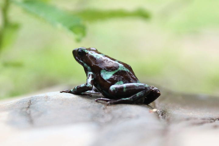 En el jardín de ranas se encuentran géneros como 'Dendrobates' de color negro y verde; la 'oophaga', que posee más de 20 combinaciones de colores, y la 'phillobates'. (EFE)