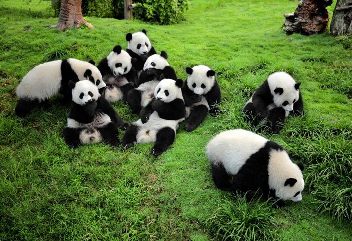 En Sichuan, habita el 30% de la población mundial del Panda Gigante, que está al borde de la extinción.