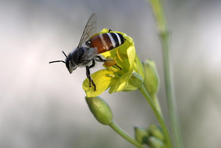 Las abejas constituyen la especie más importante, entre los diferentes insectos, aves y otros animales que cumplen esta función, sin embargo en los últimos 20 años se ha notado una reducción considerable de poblaciones y especies. (ARCHIVO)