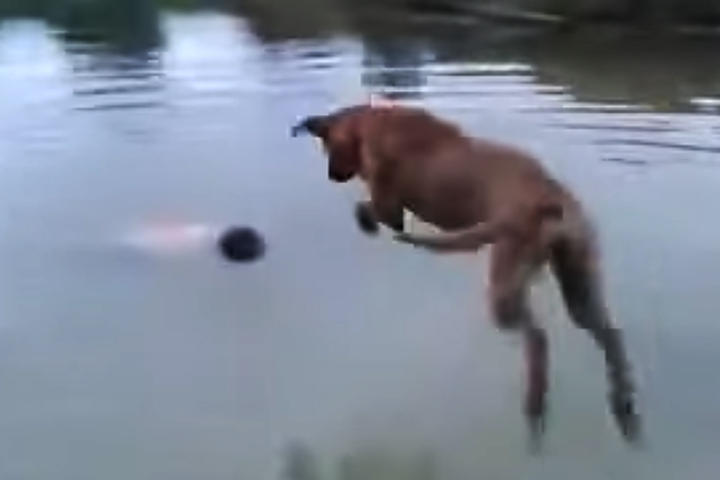 El can no la piensa dos veces y se lanza al agua al rescate de su amo. (YOUTUBE)