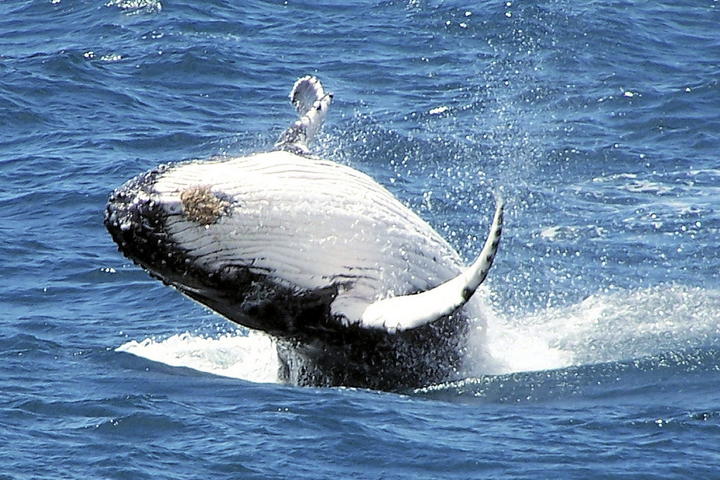 'Buscar a las ballenas azules es como tratar de hallar una aguja en un pajar, pero tenemos un secreto, las vamos a escuchar', dijo el jefe de la expedición, Richard O'Driscoll. (Archivo)